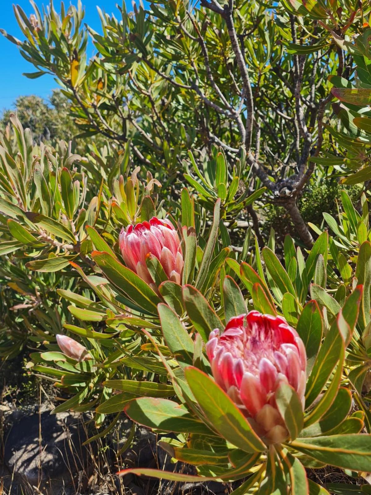 Brandys Beach House Bettyʼs Bay Exteriér fotografie